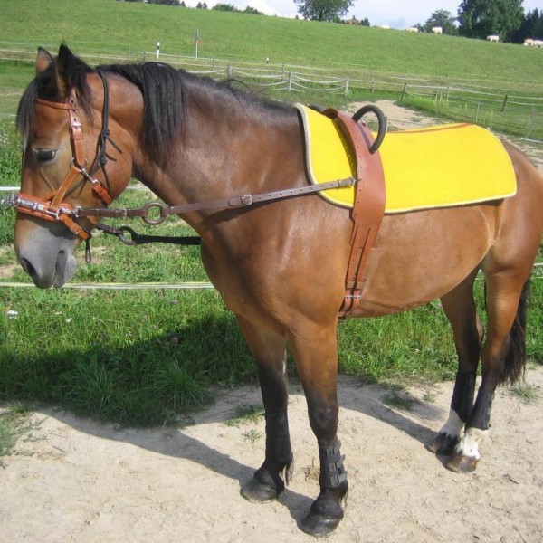 Surfaix De Voltige E Muller Equipement Equestre